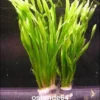 Große Wasserschraube / Vallisneria Americana - Asiatica Im Bund -Hobby || DENNERLE || Flamingo Verkäufe B087PP 1 1