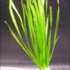 Glattblättrige Wasserschraube / Vallisneria Spiralis Im Bund 2 Glattblättrige Wasserschraube / Vallisneria Spiralis Im Bund -Hobby || DENNERLE || Flamingo Verkäufe B088PP 1 1