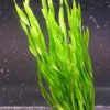 Vallisneria Americana Mini Twister / Vallisneria Twisted -Hobby || DENNERLE || Flamingo Verkäufe B089PP 1 1