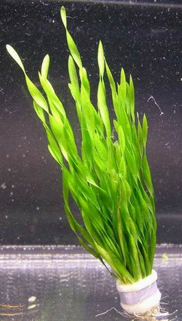 Vallisneria Americana Mini Twister / Vallisneria Twisted 3 Vallisneria Americana Mini Twister / Vallisneria Twisted