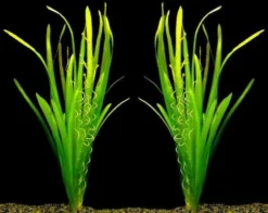 Riesenvallisneria / Vallisneria Gigantea Im Topf