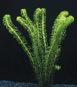 Kanadische Wasserpest / Elodea Canadensis