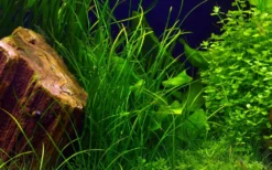 Schmalblättrige Vallisnerie / Vallisneria Nana