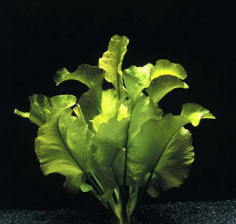 Japanische Teichrose - Seemummel / Grüne Nuphar Japonica Eine RARITÄT! 3 Japanische Teichrose - Seemummel / Grüne Nuphar Japonica Eine RARITÄT!