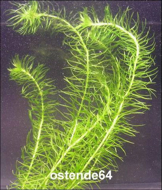 Paraguay - Schmalblättrige Wasserpest / Egeria Najas 3 Paraguay - Schmalblättrige Wasserpest / Egeria Najas