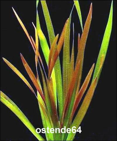 Rote Riesenvallisneria / Vallisneria Rubra Serpenta Im Kräftigen Bund 3 Rote Riesenvallisneria / Vallisneria Rubra Serpenta Im Kräftigen Bund