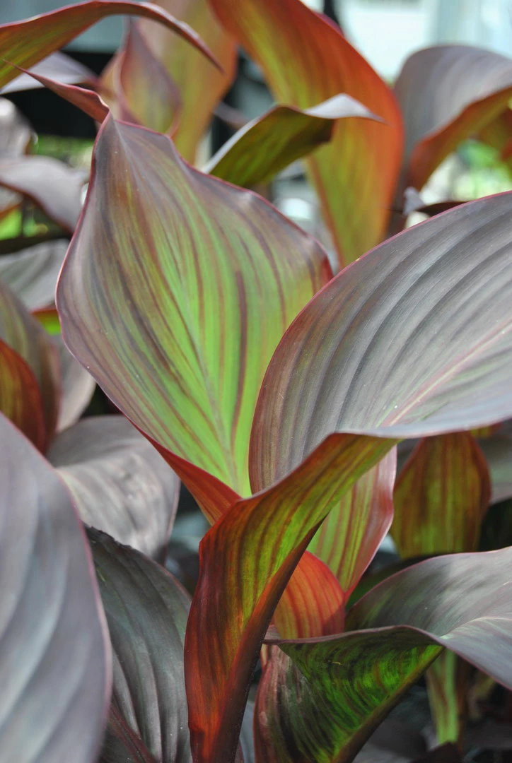 Rotes Indisches Blumenrohr / Canna Indica Endeavour Im 11x11 Cm Topf 3 Rotes Indisches Blumenrohr / Canna Indica Endeavour Im 11x11 Cm Topf