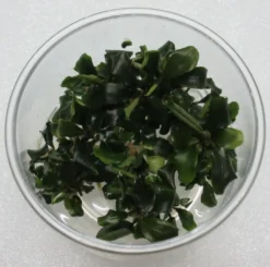 In-Vitro Bucephalandra Wavy Green - TOP-Rarität