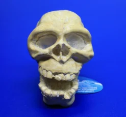 ARCADIA Totenkopf Weiß Mit Einsatz Für LED-Aquarienstrahler