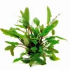 XL In-Vitro Becketts Wasserkelch / Cryptocoryne Beckettii - Becketii -Hobby || DENNERLE || Flamingo Verkäufe CC04PP 1 4