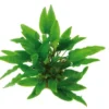 XL In-Vitro Grüner Wasserkelch / Cryptocoryne Wendtii Grün 2 XL In-Vitro Grüner Wasserkelch / Cryptocoryne Wendtii Grün -Hobby || DENNERLE || Flamingo Verkäufe CC11PP 1 4