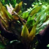 Wallis Wasserkelch / Cryptocoryne Wallisi, Sehr Gutwüchsiger Wasserkelch 2 Wallis Wasserkelch / Cryptocoryne Wallisi, Sehr Gutwüchsiger Wasserkelch -Hobby || DENNERLE || Flamingo Verkäufe CC30PP 1 4