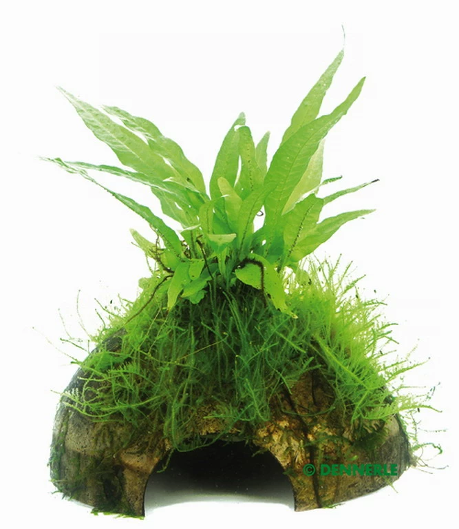 Javafarn Mit Javamoos Auf Kokosnuss-Höhle / Coco Shell Mit Microsorum Pteropus U. Moss, Moos 3 Javafarn Mit Javamoos Auf Kokosnuss-Höhle / Coco Shell Mit Microsorum Pteropus U. Moss, Moos