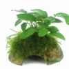 Zwergspeerblatt Mit Javamoos Auf Kokosnuss-Höhle / Coco Shell Mit Anubias Nana U. Moos 1 Zwergspeerblatt Mit Javamoos Auf Kokosnuss-Höhle / Coco Shell Mit Anubias Nana U. Moos -Hobby || DENNERLE || Flamingo Verkäufe CS03DE 1 2