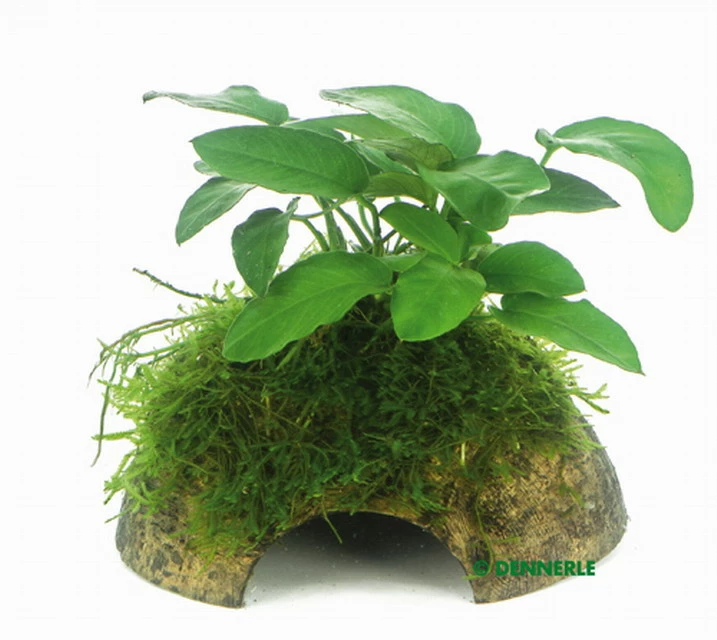Zwergspeerblatt Mit Javamoos Auf Kokosnuss-Höhle / Coco Shell Mit Anubias Nana U. Moos 3 Zwergspeerblatt Mit Javamoos Auf Kokosnuss-Höhle / Coco Shell Mit Anubias Nana U. Moos