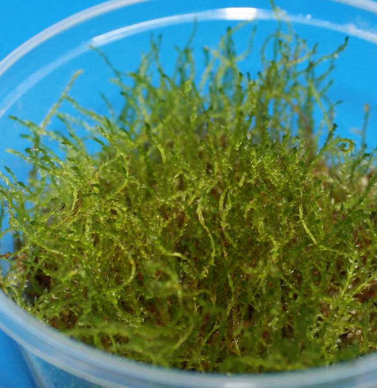 XL In-Vitro Kriechmoos Creeping Moos / Vesicularia Sp. 'Creeping ' Im XL-Cup 3 XL In-Vitro Kriechmoos Creeping Moos / Vesicularia Sp. 'Creeping ' Im XL-Cup
