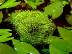 Teichlebermoos / Riccia Fluitans In Einer 125 Ml Moos Dose -Hobby || DENNERLE || Flamingo Verkäufe D001T 1 5