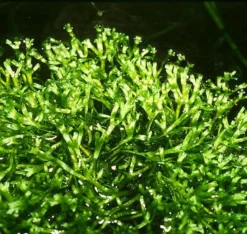 Teichlebermoos / Riccia Fluitans In Einer 125 Ml Moos Dose -Hobby || DENNERLE || Flamingo Verkäufe D001T 1 6