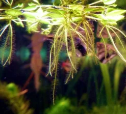 Kleiner Büschelfarn - Kleiner Schwimmfarn / Salvinia Minima 5 Kleiner Büschelfarn - Kleiner Schwimmfarn / Salvinia Minima -Hobby || DENNERLE || Flamingo Verkäufe D011T 1 2