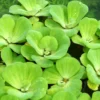 Muschelblume - Wassersalat - Grüne Wasserrose / Pistia Stratiotes 1 Muschelblume - Wassersalat - Grüne Wasserrose / Pistia Stratiotes -Hobby || DENNERLE || Flamingo Verkäufe D20171ST 1 1