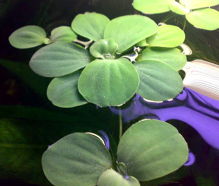 Muschelblume - Wassersalat - Grüne Wasserrose / Pistia Stratiotes 4 Muschelblume - Wassersalat - Grüne Wasserrose / Pistia Stratiotes – Bild 2