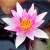 Seerose ORANGE / Nymphaea Orange Im Kokosfasertopf, Direkt Einsetzbar 1 Seerose ORANGE / Nymphaea Orange Im Kokosfasertopf, Direkt Einsetzbar -Hobby || DENNERLE || Flamingo Verkäufe D27000O ST 1 2