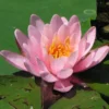 Seerose ROSA / Nymphaea Rosa Im Kokosfasertopf, Direkt Einsetzbar 1 Seerose ROSA / Nymphaea Rosa Im Kokosfasertopf, Direkt Einsetzbar -Hobby || DENNERLE || Flamingo Verkäufe D27000P ST 1 2
