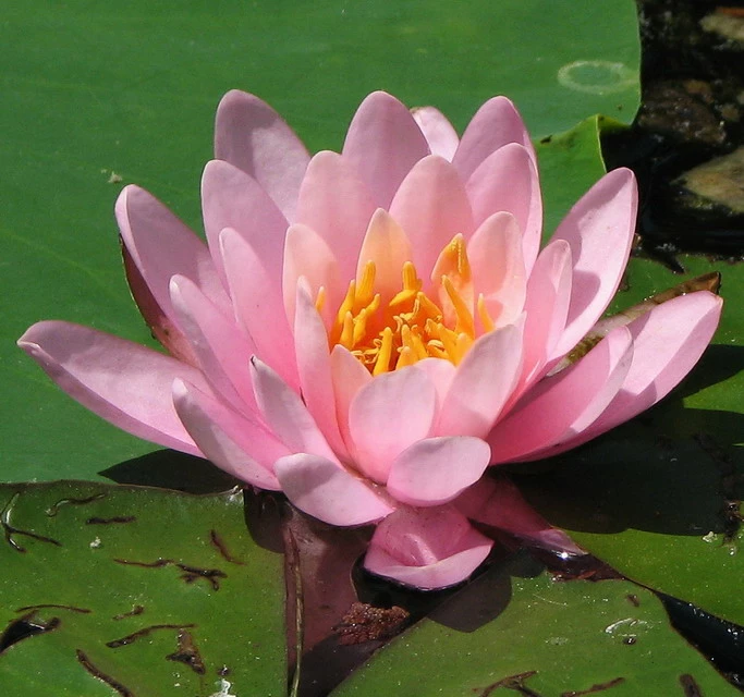 Seerose ROSA / Nymphaea Rosa Im Kokosfasertopf, Direkt Einsetzbar 3 Seerose ROSA / Nymphaea Rosa Im Kokosfasertopf, Direkt Einsetzbar