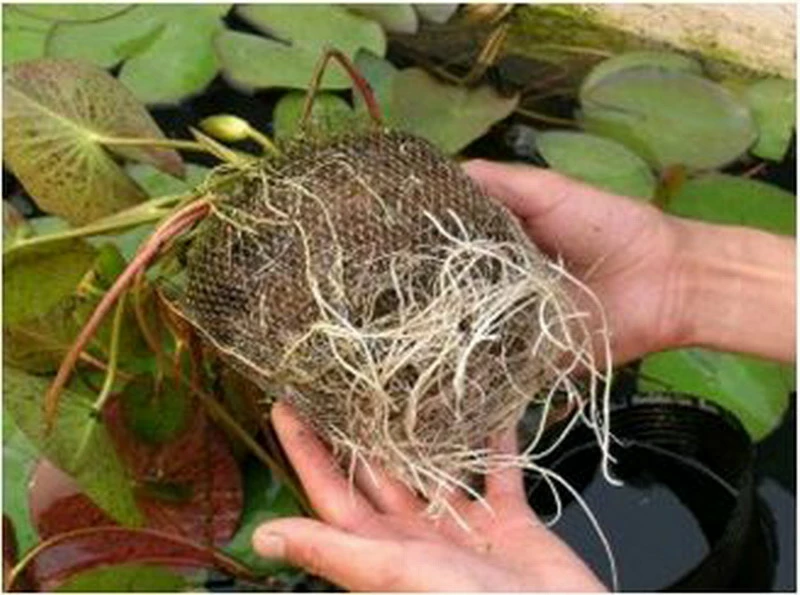 Seerose ROSA / Nymphaea Rosa Im Kokosfasertopf, Direkt Einsetzbar 4 Seerose ROSA / Nymphaea Rosa Im Kokosfasertopf, Direkt Einsetzbar – Bild 2