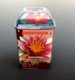 Seerose ROT / Nymphaea Rot Im Kokosfasertopf, Direkt Einsetzbar -Hobby || DENNERLE || Flamingo Verkäufe D27000R ST 1 4