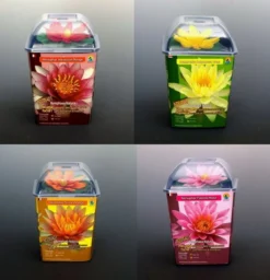 Seerosen 4 Stück - 4 Verschiedene Farben Kokosfasertopf, Direkt Einsetzbar