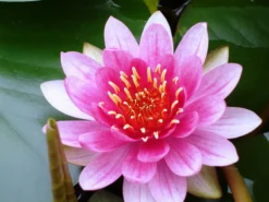 Seerosen 4 Stück - 4 Verschiedene Farben Kokosfasertopf, Direkt Einsetzbar -Hobby || DENNERLE || Flamingo Verkäufe D27000ST 1 3