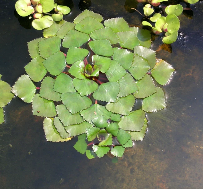 Wassernuss - Wasserkastanie / Trapa Natans 3 Wassernuss - Wasserkastanie / Trapa Natans