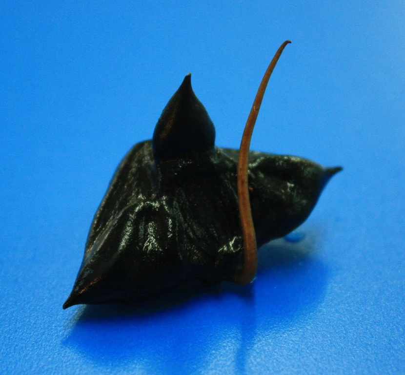 Wassernuss - Wasserkastanie / Trapa Natans 4 Wassernuss - Wasserkastanie / Trapa Natans – Bild 2