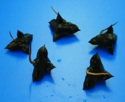 Nuss Der Einheimischen Wassernuss - Wasserkastanie / Trapa Natans *RAR* -Hobby || DENNERLE || Flamingo Verkäufe D P1065OK 1 4