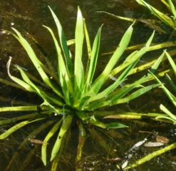 Jungpflanze Krebsschere - Wasseraloe / Stratiotes Aloides Für Gartenteich 5 Jungpflanze Krebsschere - Wasseraloe / Stratiotes Aloides Für Gartenteich -Hobby || DENNERLE || Flamingo Verkäufe D SP19PP 1 3