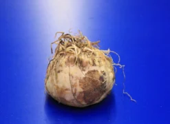 Kaiserkrone "Orange Beauty" / Fritillaria Imperialis "orange Beauty" - Jumbo Blumenzwiebel