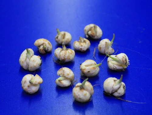 Set Schachbrettblume, Schachblume, Kaiserkrone / Fritillaria Meleagris 3 Set Schachbrettblume, Schachblume, Kaiserkrone / Fritillaria Meleagris