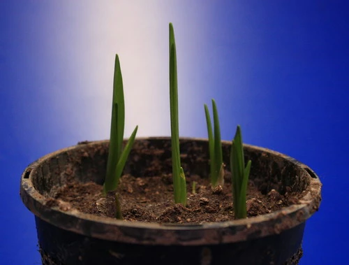 Set Schachbrettblume, Schachblume, Kaiserkrone / Fritillaria Meleagris 4 Set Schachbrettblume, Schachblume, Kaiserkrone / Fritillaria Meleagris – Bild 2