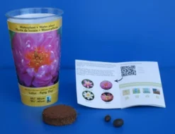 Gefüllte Rosa Indische Lotosblume / Nelumbo Nucifera "Feng Shui" - Anzuchtset