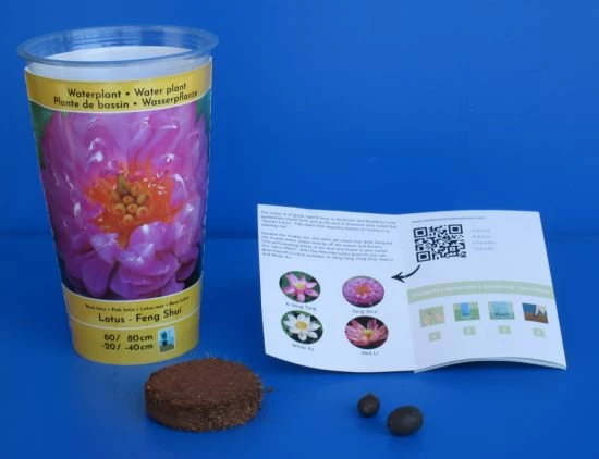 Gefüllte Rosa Indische Lotosblume / Nelumbo Nucifera "Feng Shui" - Anzuchtset 3 Gefüllte Rosa Indische Lotosblume / Nelumbo Nucifera "Feng Shui" - Anzuchtset