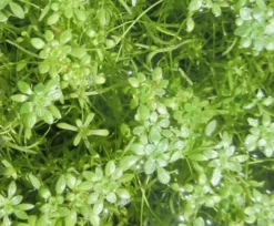 Sumpf-Wasserstern / Callitriche Palustris Im 9x9 Cm Topf