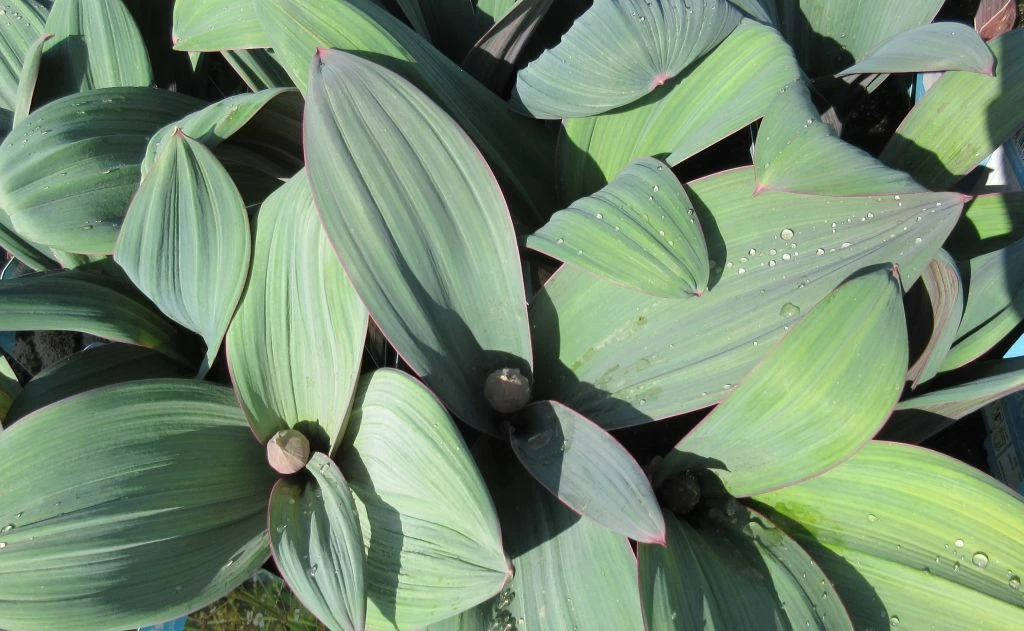 Blauzungen-Lauch / Allium Karataviense Im 9 Cm Topf 4 Blauzungen-Lauch / Allium Karataviense Im 9 Cm Topf – Bild 2