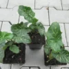 Italienischer Aronstab / Arum Italicum Im 9 Cm Topf 2 Italienischer Aronstab / Arum Italicum Im 9 Cm Topf -Hobby || DENNERLE || Flamingo Verkäufe GT10080Mo 1