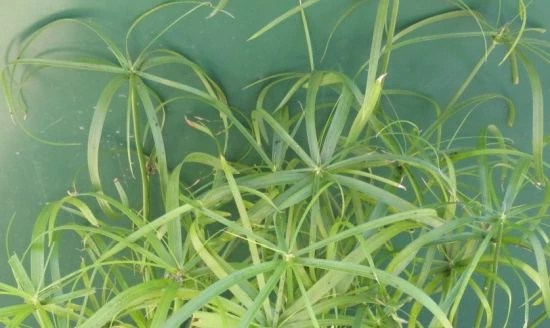 Zyperngras, Zypergras / Cyperus Alternifolius Im 9x9 Cm Topf 3 Zyperngras, Zypergras / Cyperus Alternifolius Im 9x9 Cm Topf