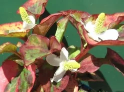 Chamäleon-Pflanze / Houttuynia Cordata Chameleon Im 9x9 Cm Topf