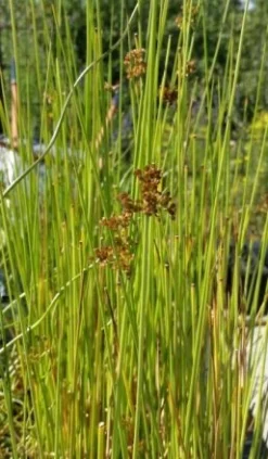 Flatter-Binse / Juncus Effusus Im 9x9 Cm Topf