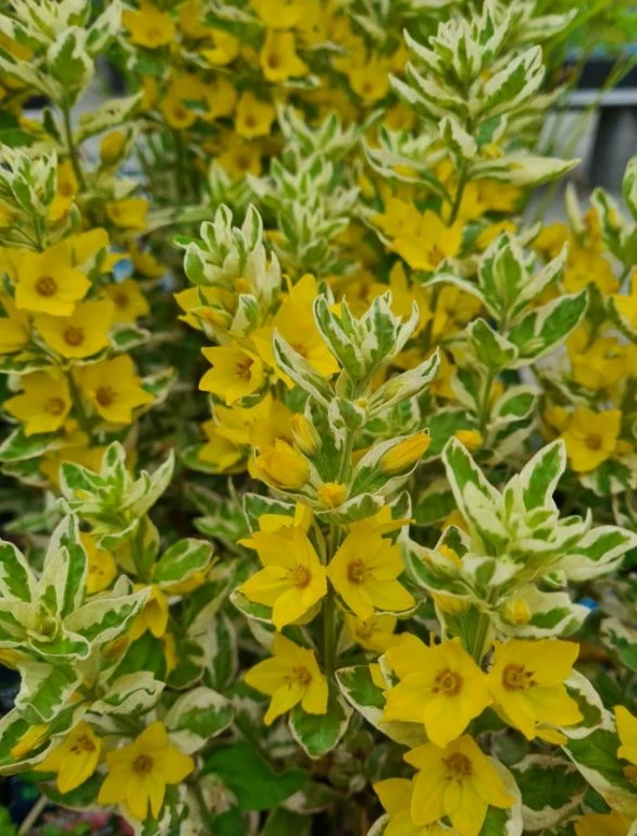 Gilbweiderich Alexander / Lysimachia Punctata Alexander Im 9x9 Cm Topf 3 Gilbweiderich Alexander / Lysimachia Punctata Alexander Im 9x9 Cm Topf
