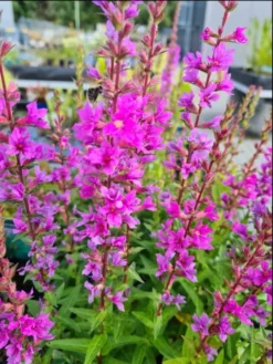 Blutweiderich / Lythrum Salicaria Im 9x9 Cm Topf
