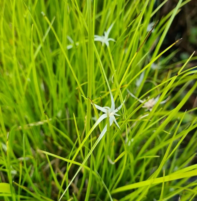 Sternentänzer / Rhynchospora Colorata Im 9 Cm Topf 3 Sternentänzer / Rhynchospora Colorata Im 9 Cm Topf